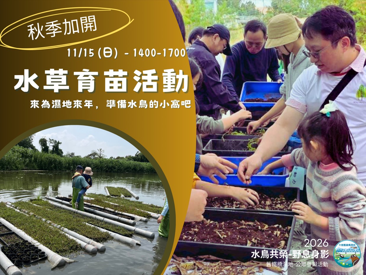 【大樹舊鐵橋濕地─水鳥共榮-野息身影】─ 2026.11.15 秋季活動～🌱水草育苗活動